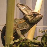 Reptil Jemen-Chamaleon männlich Florian 2