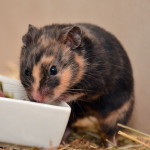 Klt Hamster 98-15 Peggy