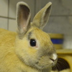 Klt Kaninchen 37-16 Judy Hopps
